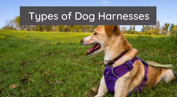 Comfortable Dog Harnesses