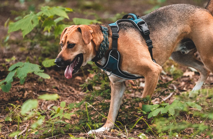 dog harnesses