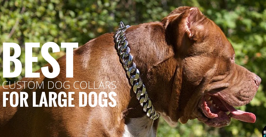 dog collar and leash